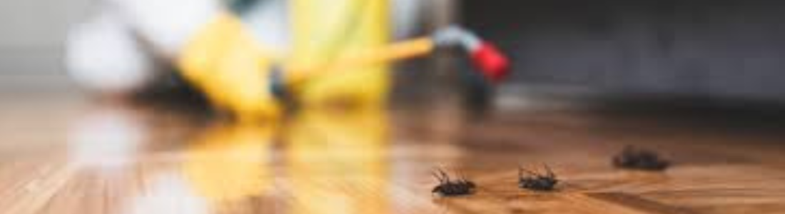 Dedetizadora que Funciona 24 Horas 24 HORAS